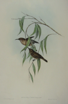 John Gould Birds of Australia